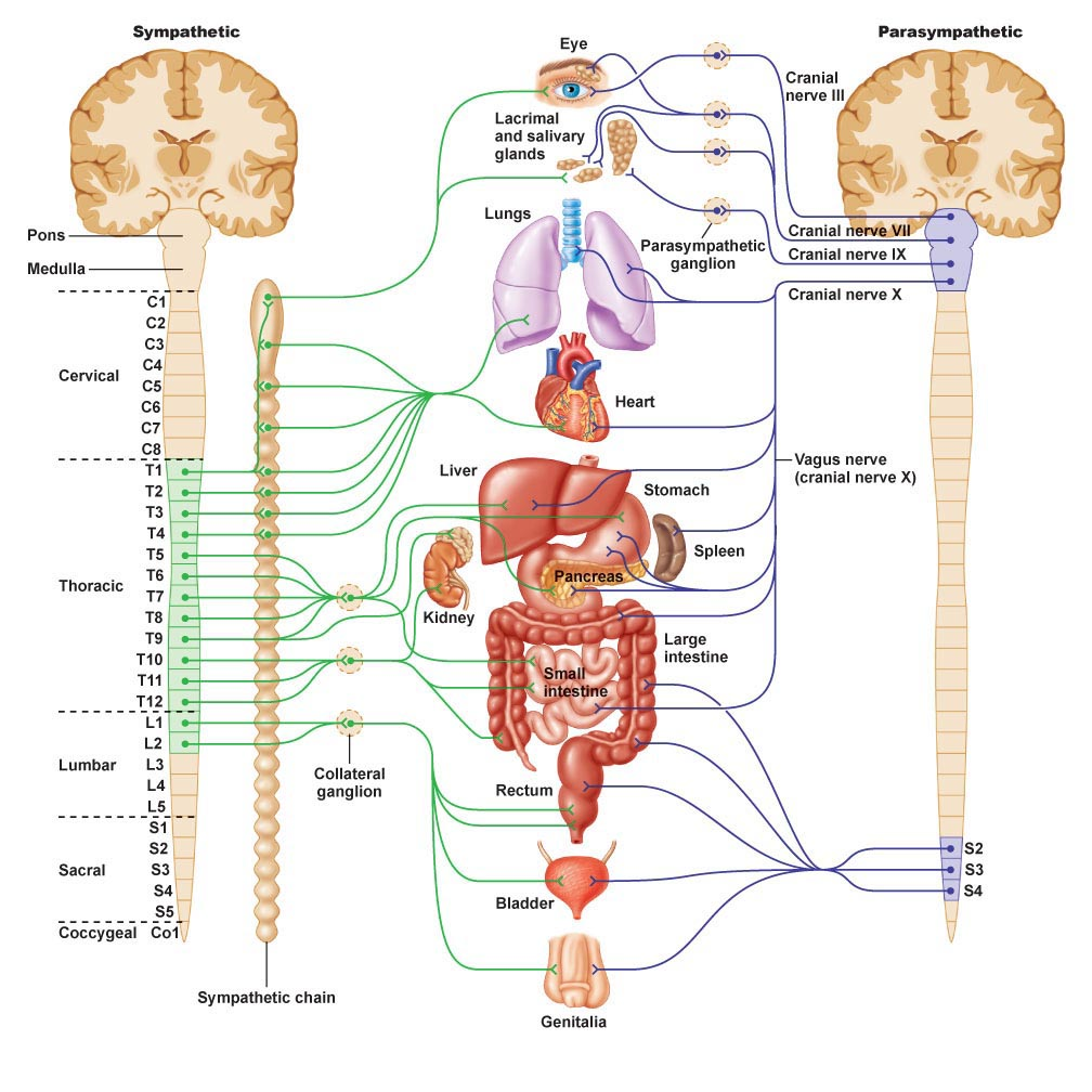 How Does The Autonomic Nervous System Control Heart Rate